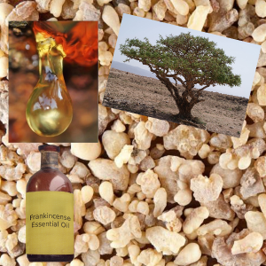 Frankincense tree, sap, resin, oil