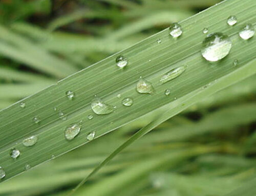 Lemongrass Essential Oil